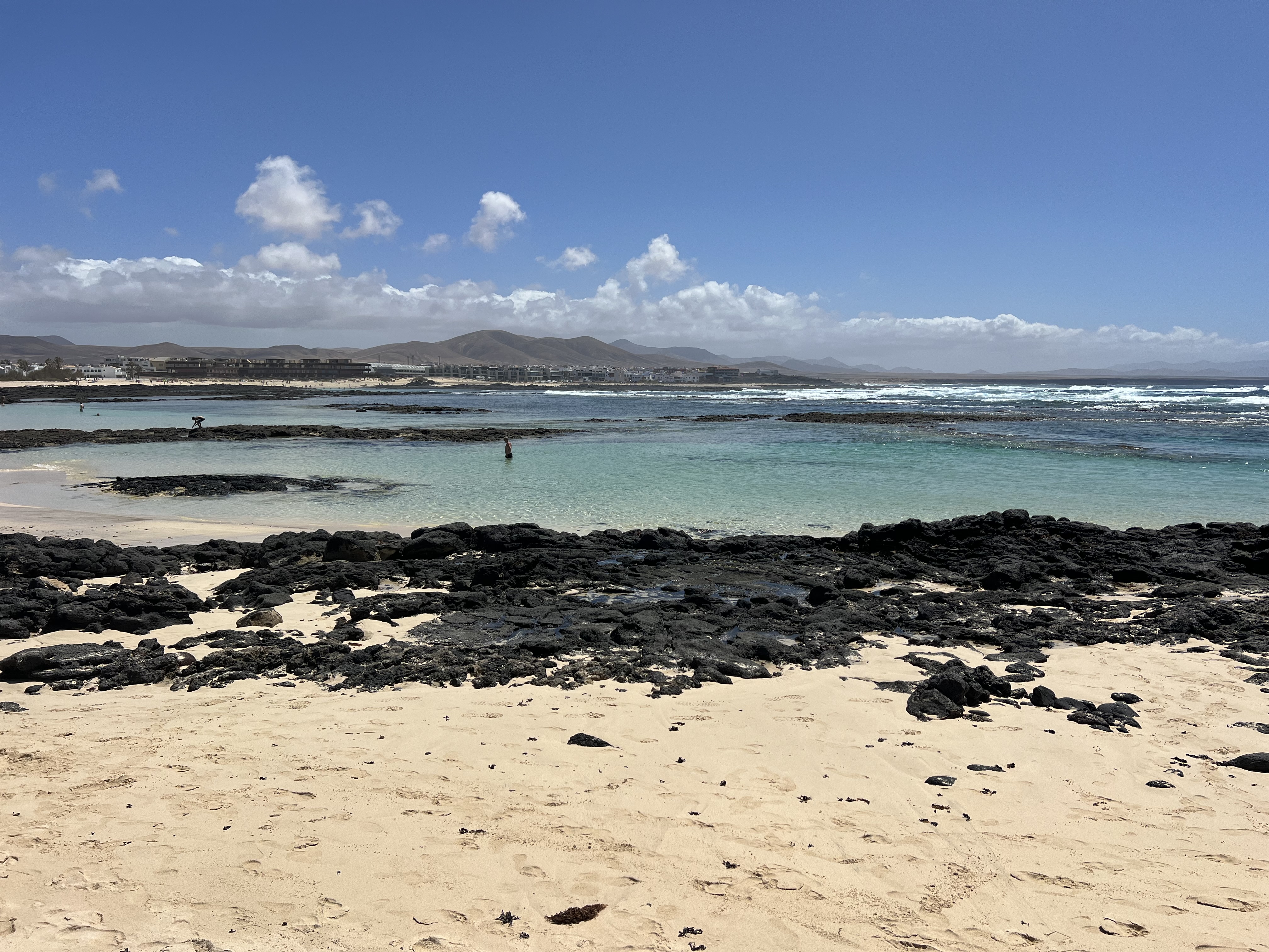 Tajinaste red flowers at Teide